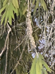 Melaleuca