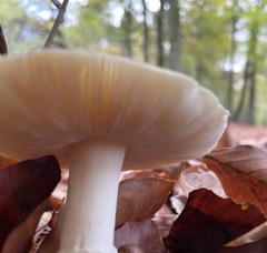 Amanita junquillea