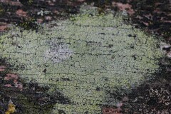 Lecanora barkmaniana