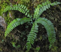 Asplenium monanthes