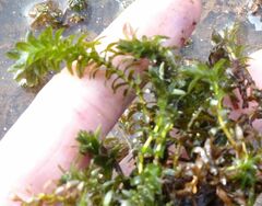 Elodea canadensis
