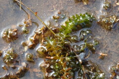 Elodea canadensis