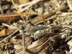 Acrotylus