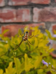 Leucauge festiva