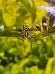 Leucauge festiva