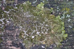 Melanelixia subaurifera