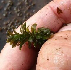Elodea canadensis