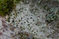 Lecidella elaeochroma