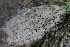 Lecidella elaeochroma