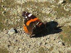 Vanessa atalanta