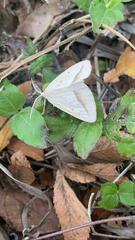 Lychnosea intermicata