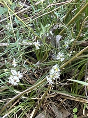 Symphyotrichum dumosum