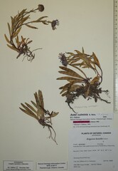 Aster alpinus vierhapperi