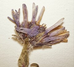 Aster alpinus vierhapperi