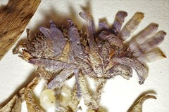 Aster alpinus vierhapperi