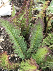 Pedicularis ascendens