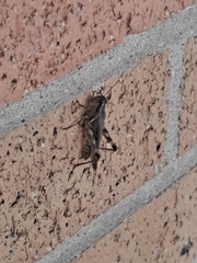 Melanoplus ponderosus