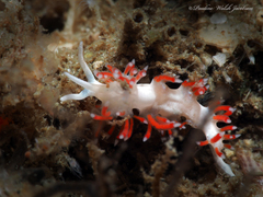 Flabellina dushia