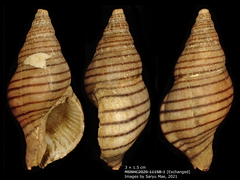 Buccinulum pallidum powelli