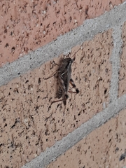 Melanoplus ponderosus
