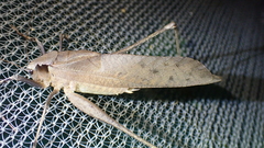 Mecopoda