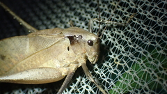 Mecopoda
