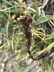 Pedicularis ascendens