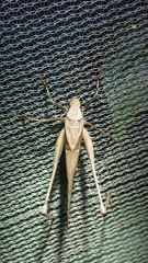 Mecopoda