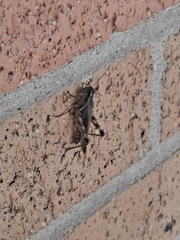 Melanoplus ponderosus