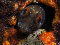 Parablennius marmoreus