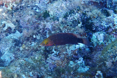 Symphodus mediterraneus