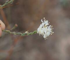 Oenothera glaucifolia
