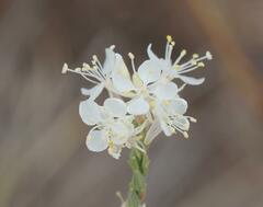 Oenothera glaucifolia