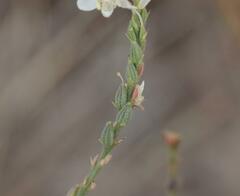 Oenothera glaucifolia