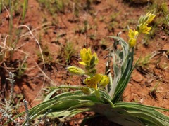 Hypoxis hemerocallidea