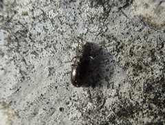 Rabocerus gabrieli