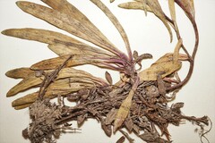 Aster alpinus vierhapperi