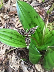 Scoliopus bigelovii