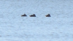 Melanitta perspicillata