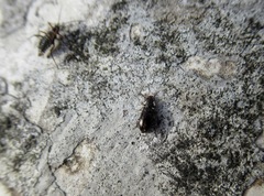 Rabocerus gabrieli
