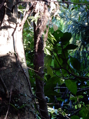 Mucuna macrocarpa