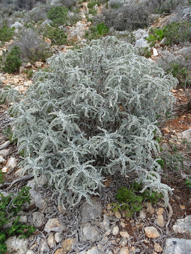 Image of Salvia pomifera by (c) Grzegorz Grzejszczak, some rights reserved (CC BY-SA)