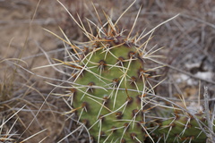 Opuntia fragilis