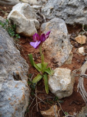 Anacamptis papilionacea aegaea