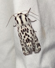 Hypercompe permaculata