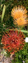 Leucospermum × hybridum