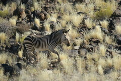 Equus zebra hartmannae