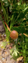Leucospermum × hybridum
