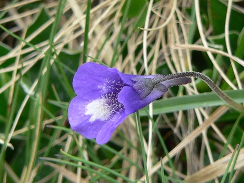 Pinguicula leptoceras (Pinguicula leptoceras)