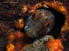 Parablennius marmoreus